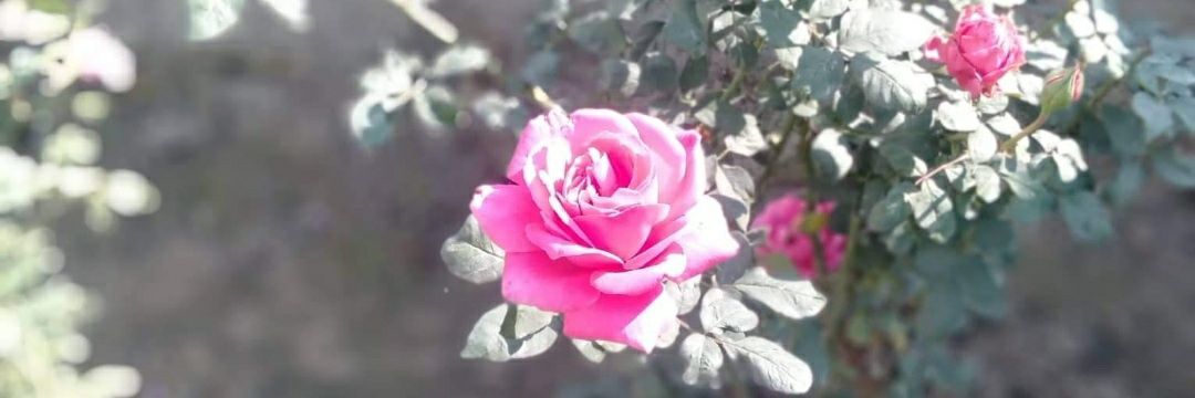 zaidi0786's profile banner image