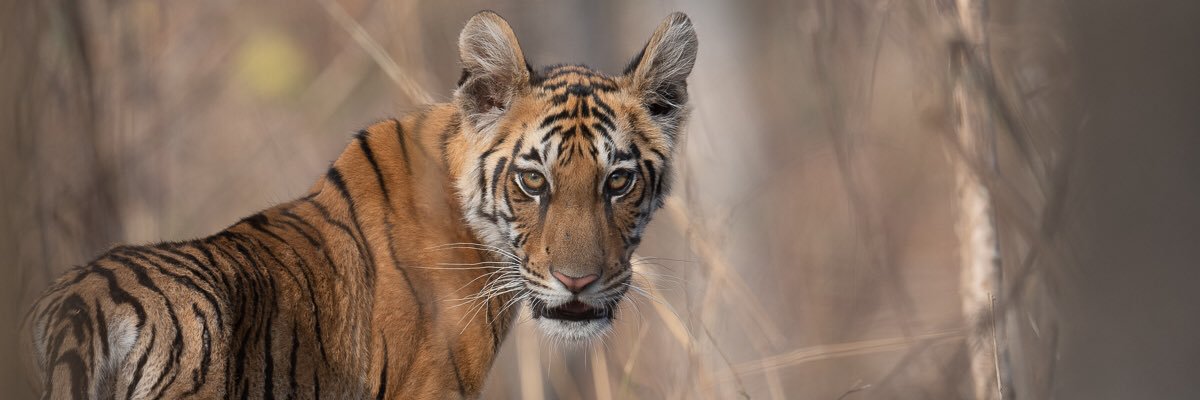 PramodVSharma's profile banner image
