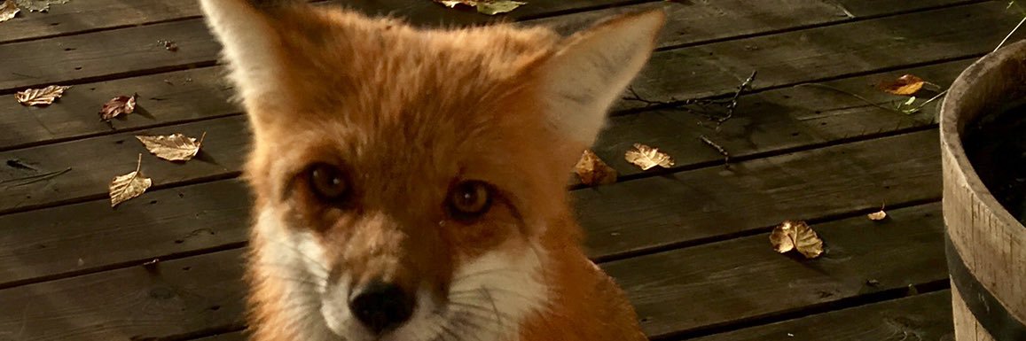 georgiasmum's profile banner image
