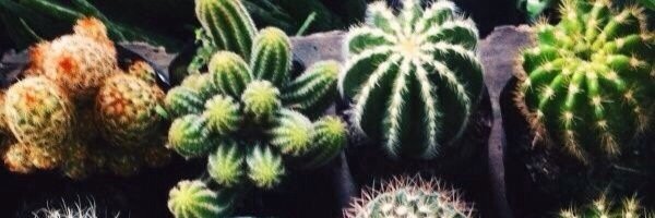 ashlee_nugget's profile banner image