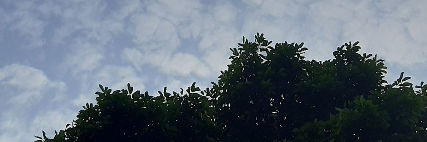noy banner