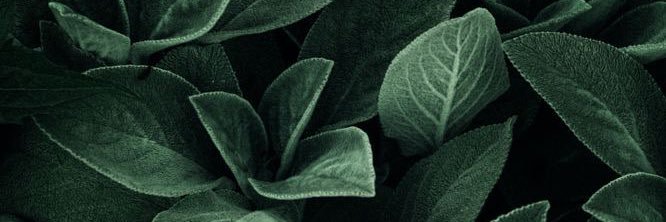 jacey_love's profile banner image