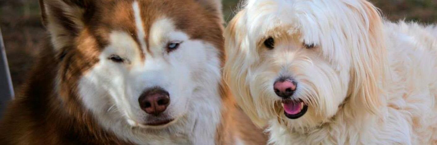 caninetruckee's profile banner image