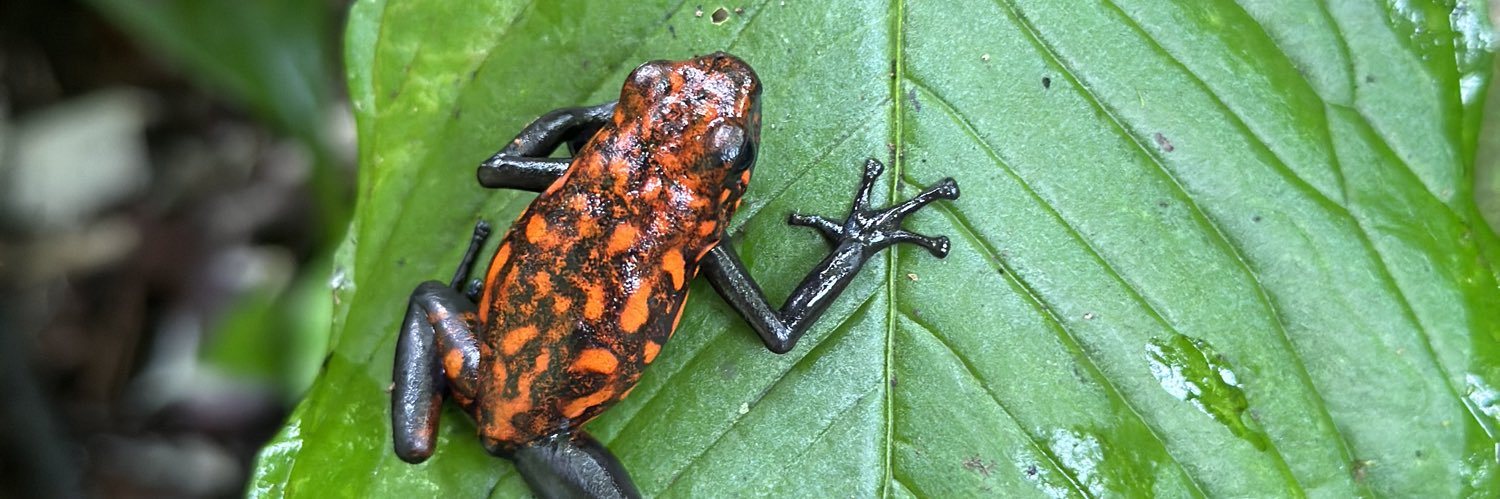 Amanda Muñoz-Meneses (Amanda Pohlman) banner