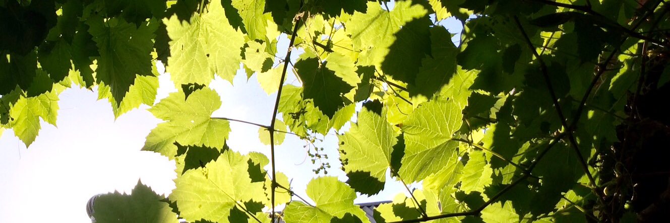 CrabtreeWines's profile banner image