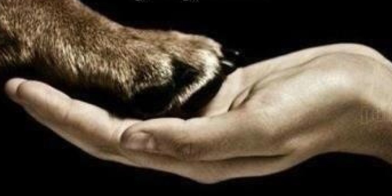 fundsforanimals's profile banner image