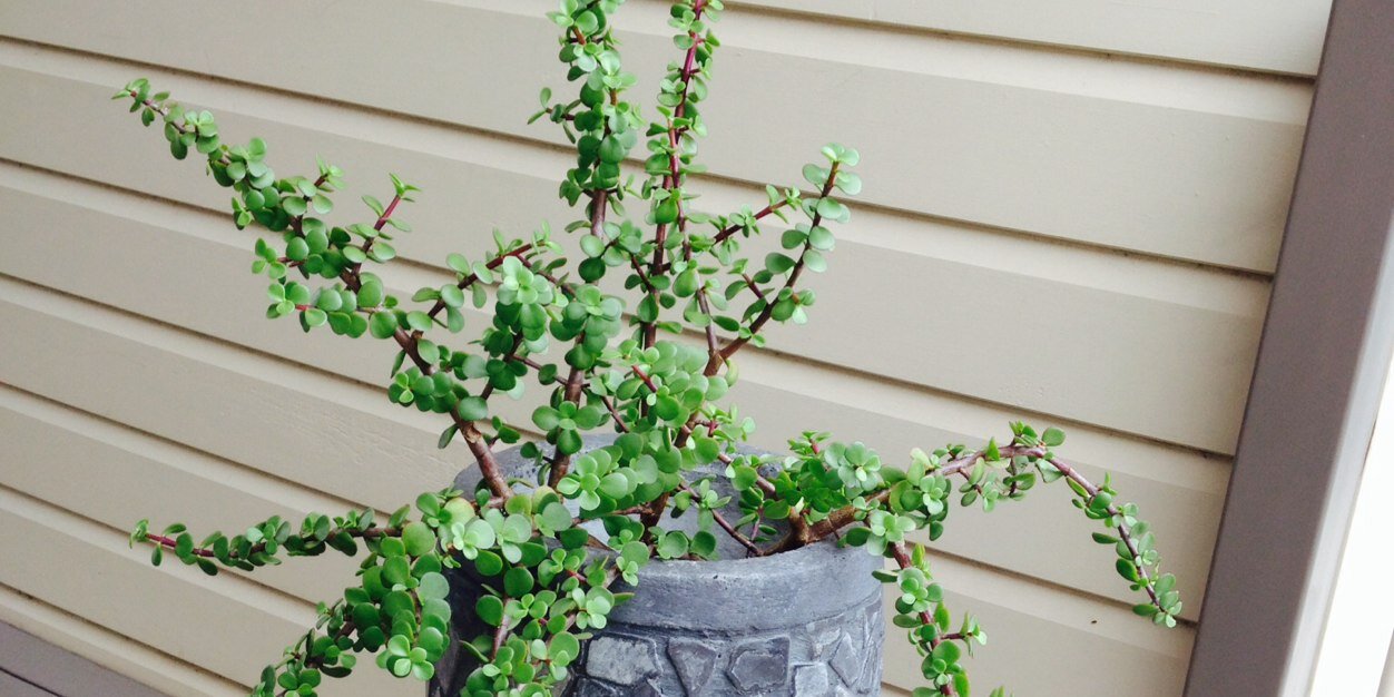 Dianne Charman banner