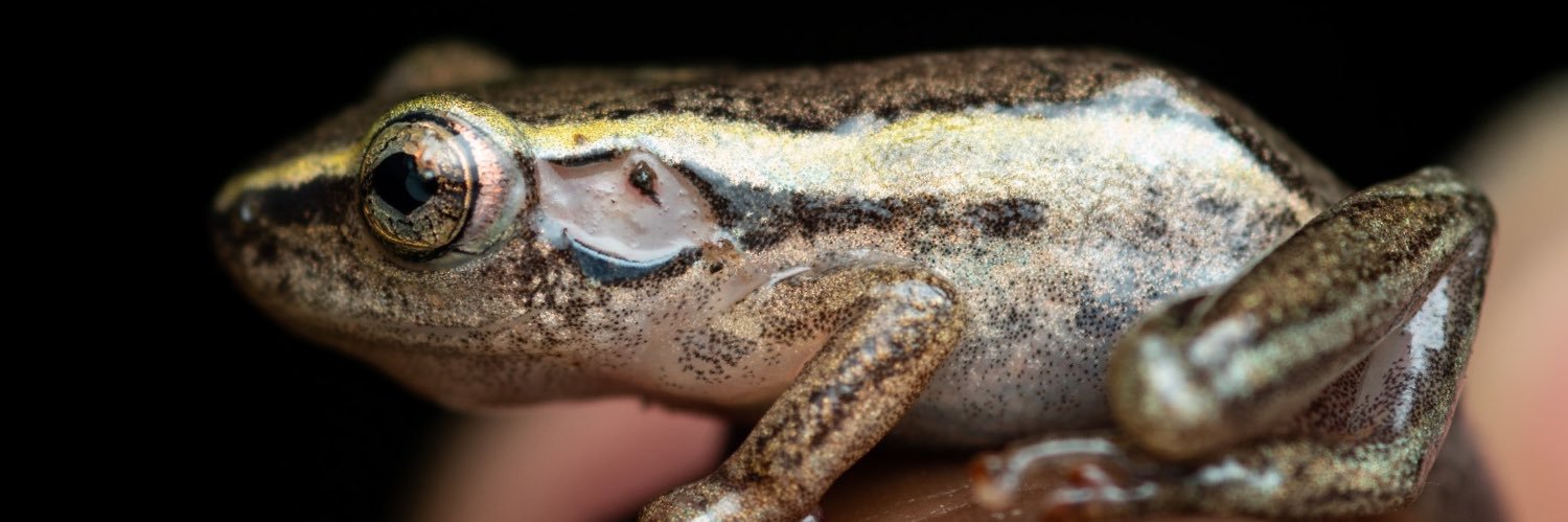 Mapendo MINDJE (Frogman of Rwanda) 🇷🇼 🐸 banner