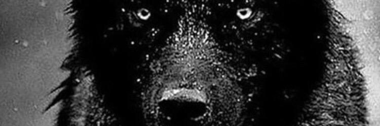 The_Jesse_Carp's profile banner image
