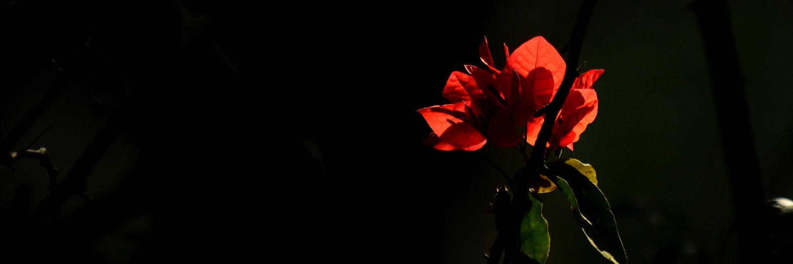 AklantaMk2's profile banner image