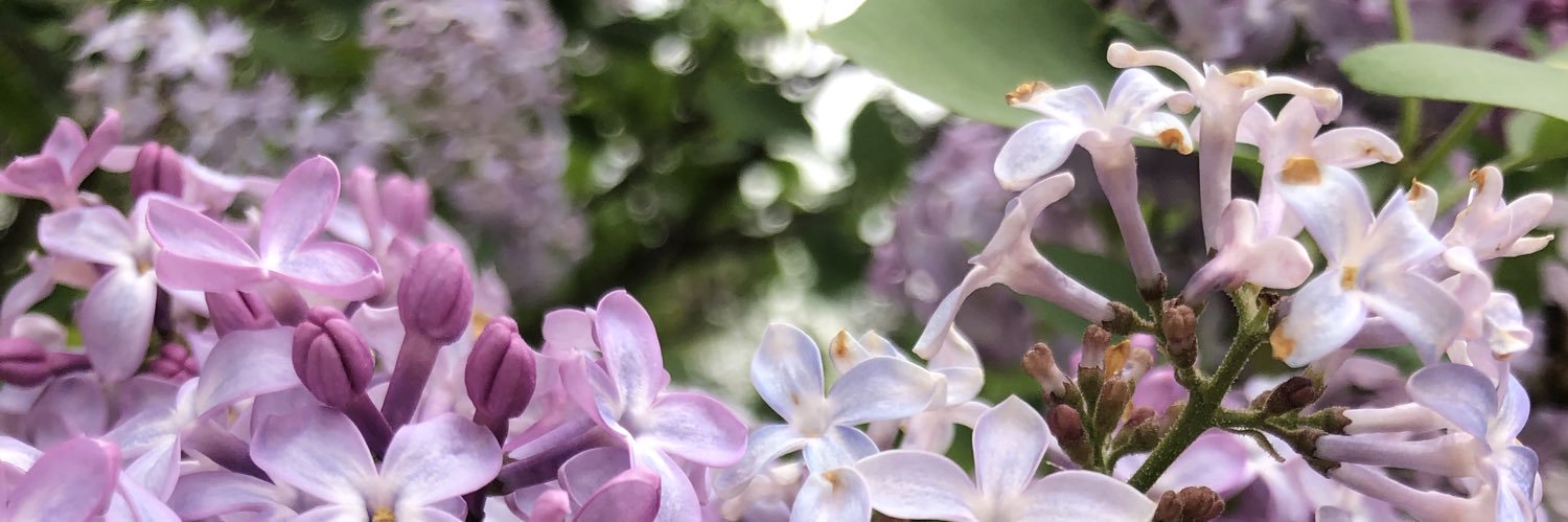 Alena_Looser's profile banner image