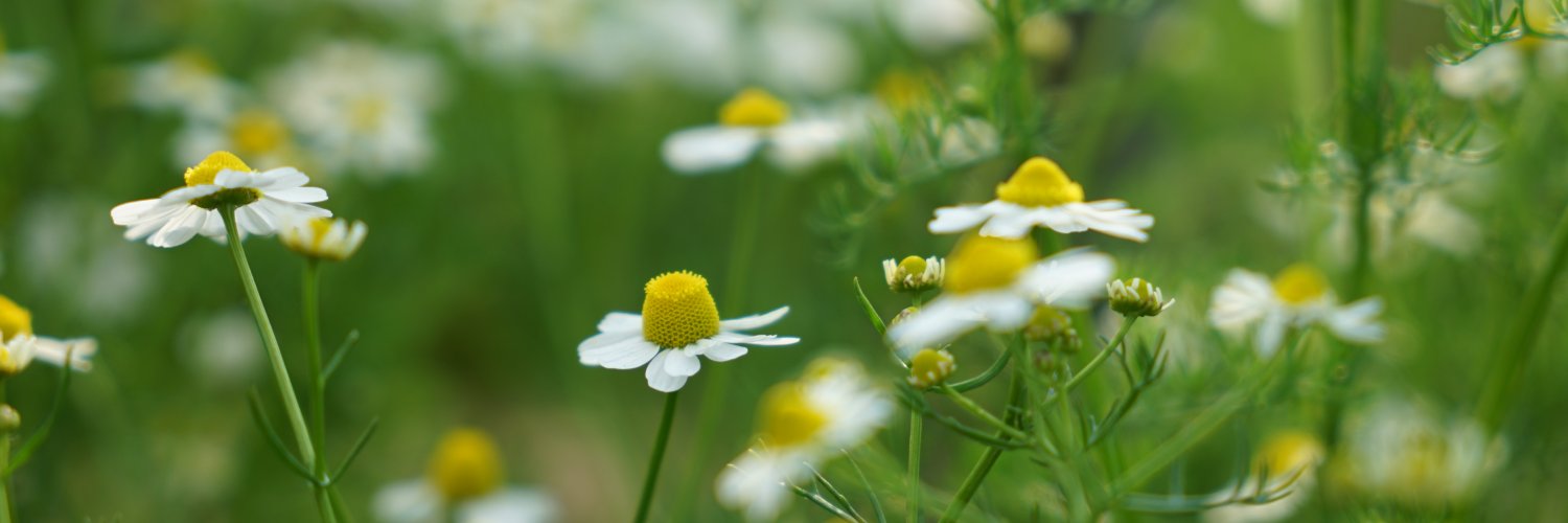 renklibaski's profile banner image
