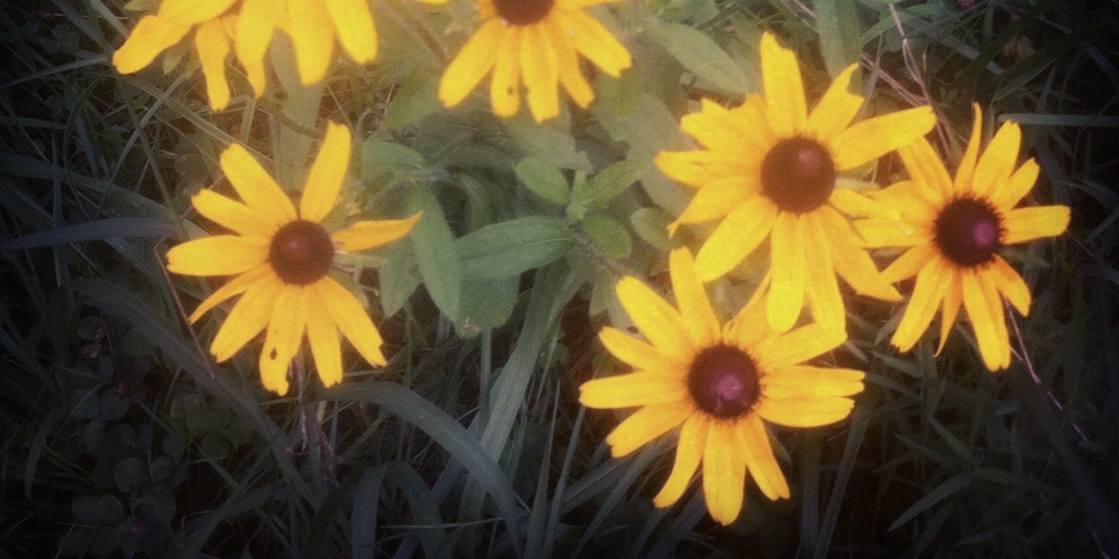 crazymegz1's profile banner image