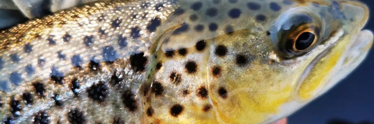 Truttablog's profile banner image