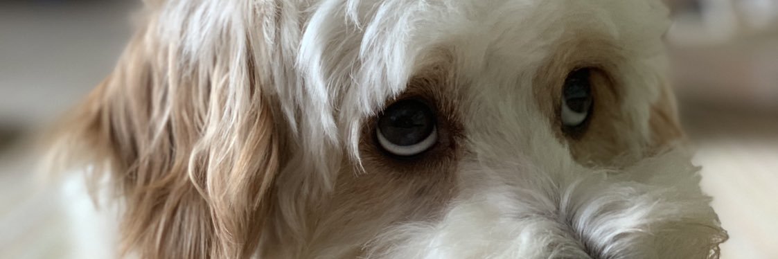 theprmonkey's profile banner image