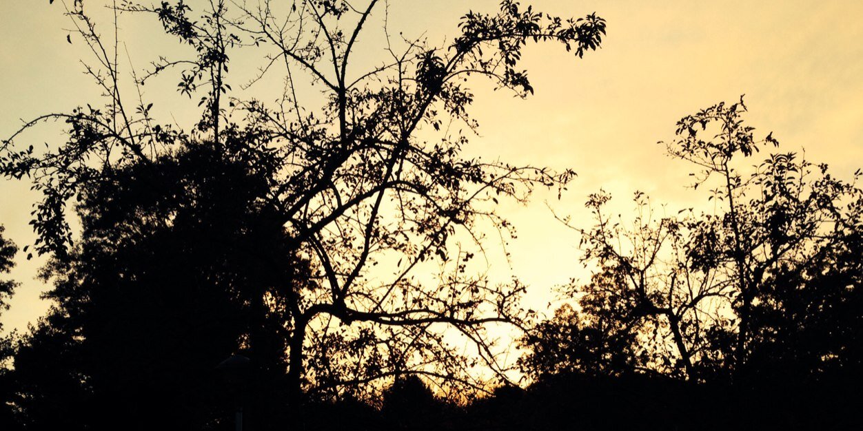 mslEnchanted's profile banner image