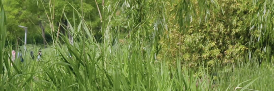 坦克恋肥癖 banner