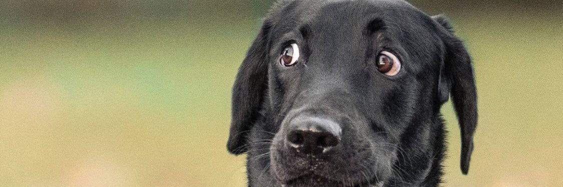 Lilchase420's profile banner image