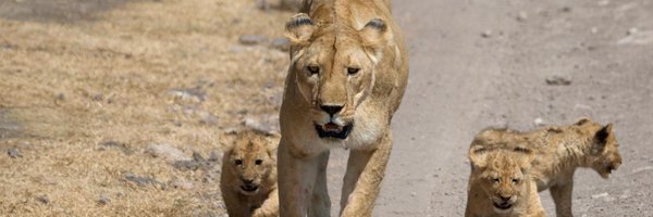 Paulinedehouffe Profile Banner