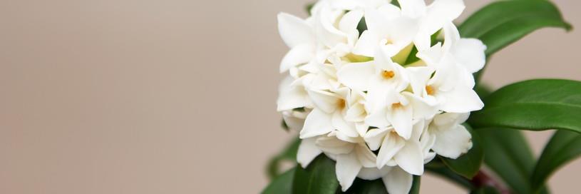 fragrant0131's profile banner image
