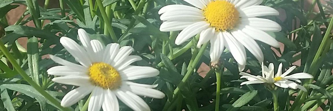 t_enemy's profile banner image