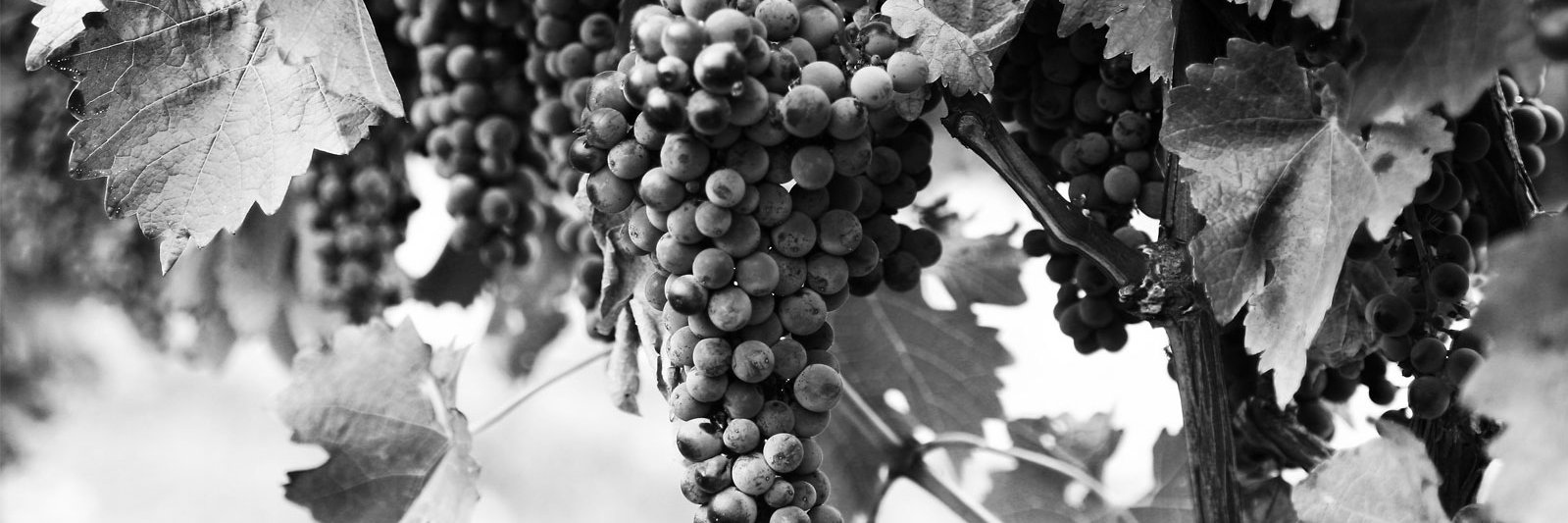 WineInvest's profile banner image