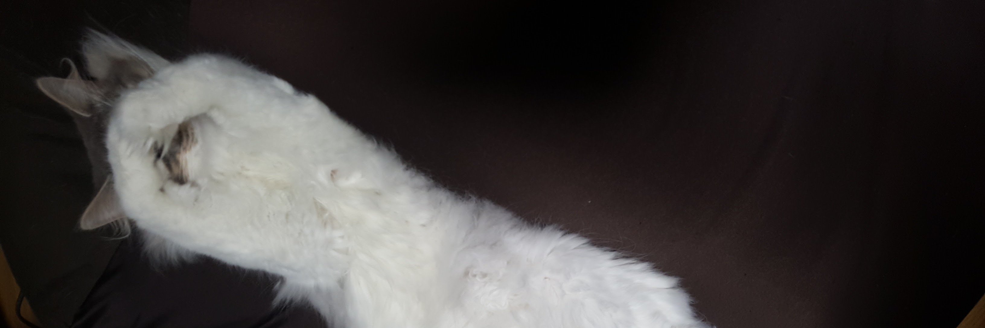 amyu_san's profile banner image