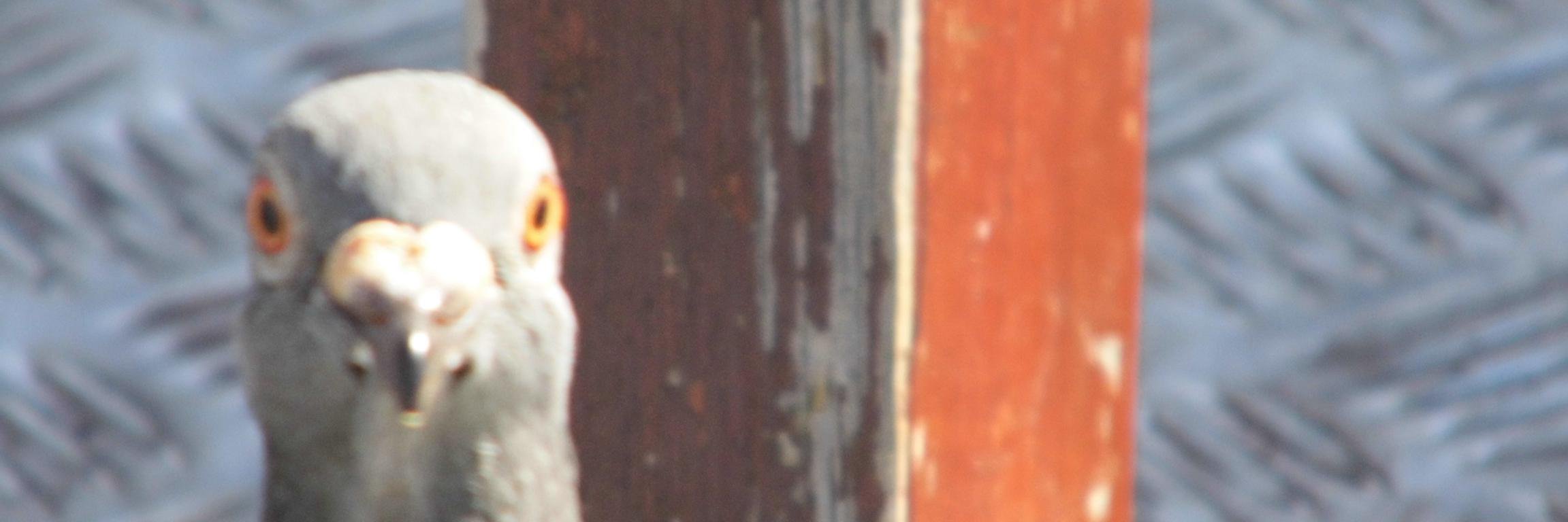 Lau_Hunt's profile banner image