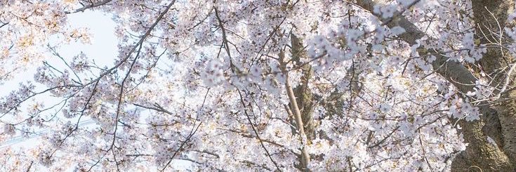 uta_no0's profile banner image