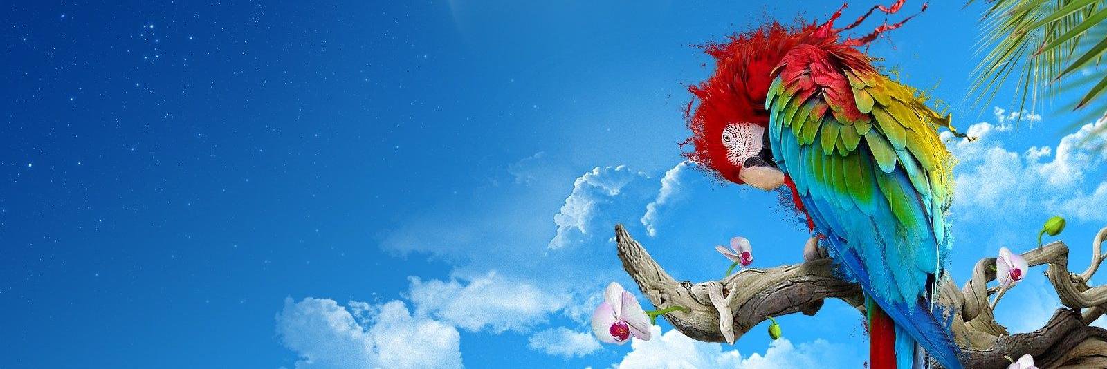 DenaDoda's profile banner image