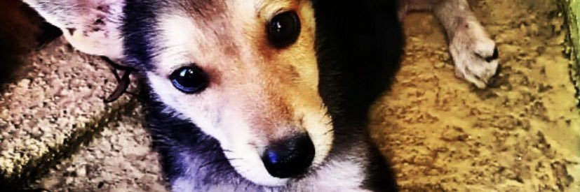 Ellasspice's profile banner image