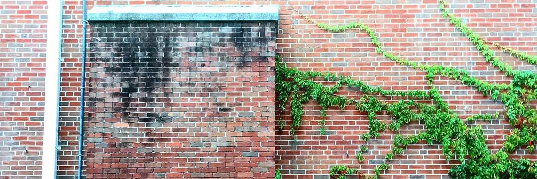 _wildflower_'s profile banner image