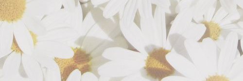 shinta🌸 banner