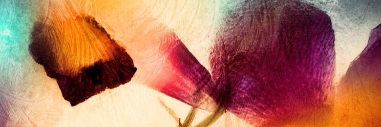 laurap096's profile banner image