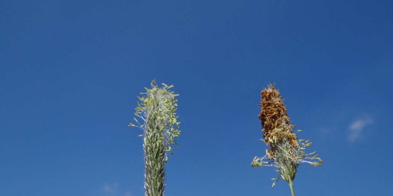 Pollennieuws's profile banner image