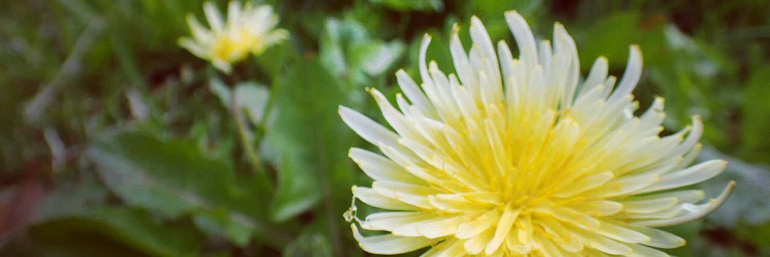 komorebito's profile banner image