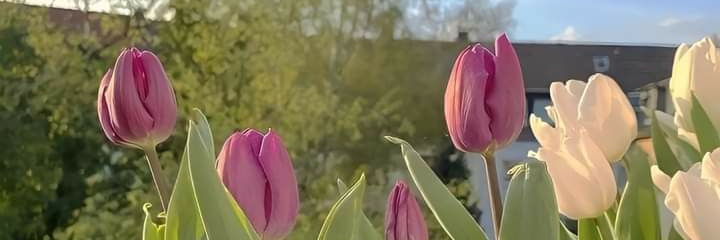 _almvasquez's profile banner image