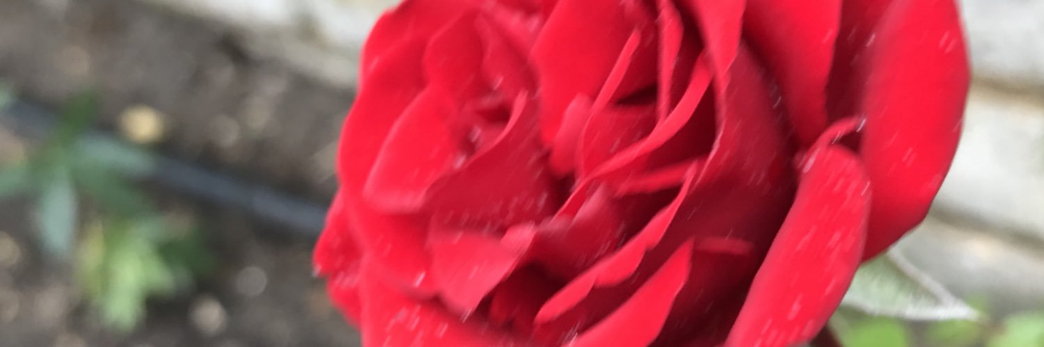 DukeRoss's profile banner image
