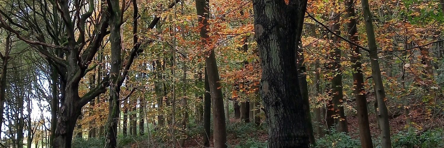 sara_izzM's profile banner image