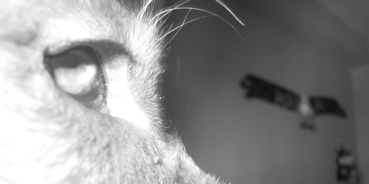 DanielilloWTF's profile banner image
