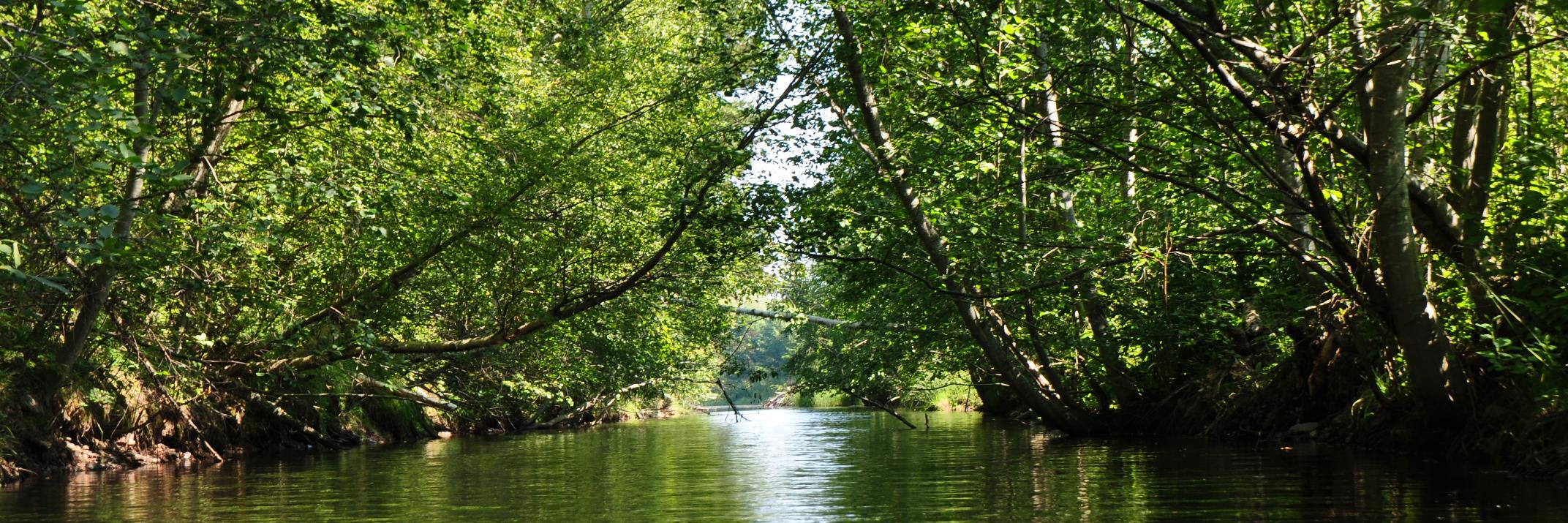 Sebastian Scheiman banner