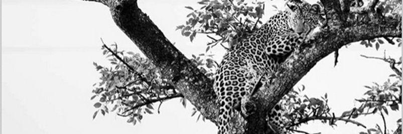 ConchiiMora's profile banner image