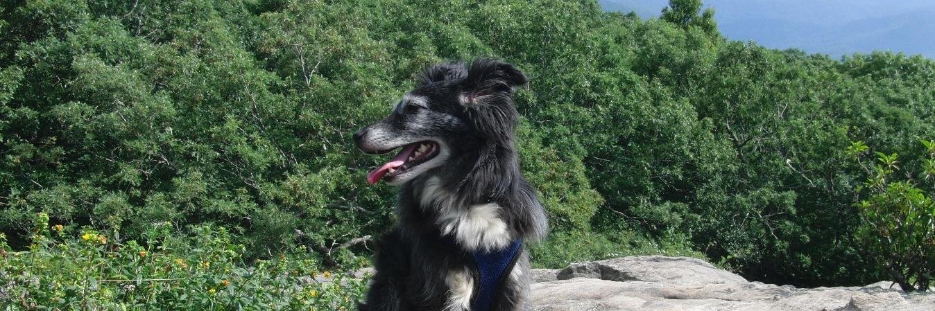 JohannTheDog's profile banner image