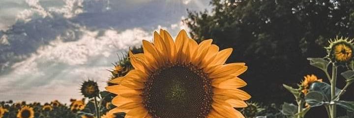 _Felicitass's profile banner image