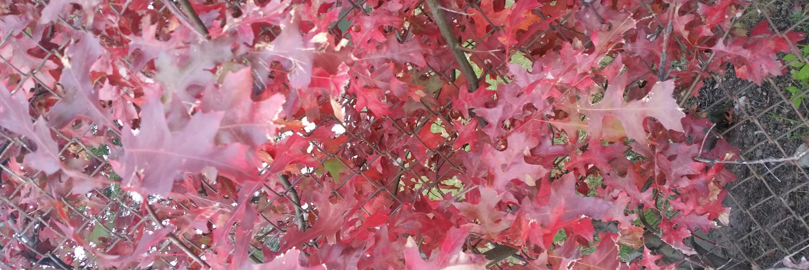 Dana Williams banner