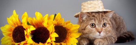 albaleal's profile banner image