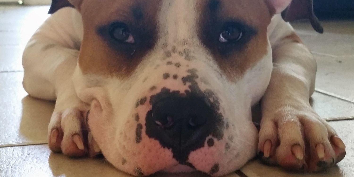 gptrey3's profile banner image