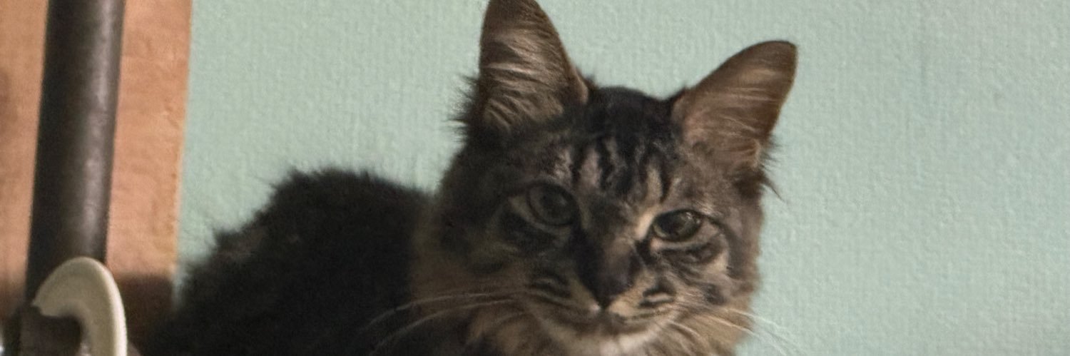 エルモ@ケマミレン🐈‍⬛🐈🐾🐾 banner