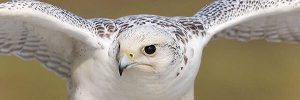 grnas99's profile banner image