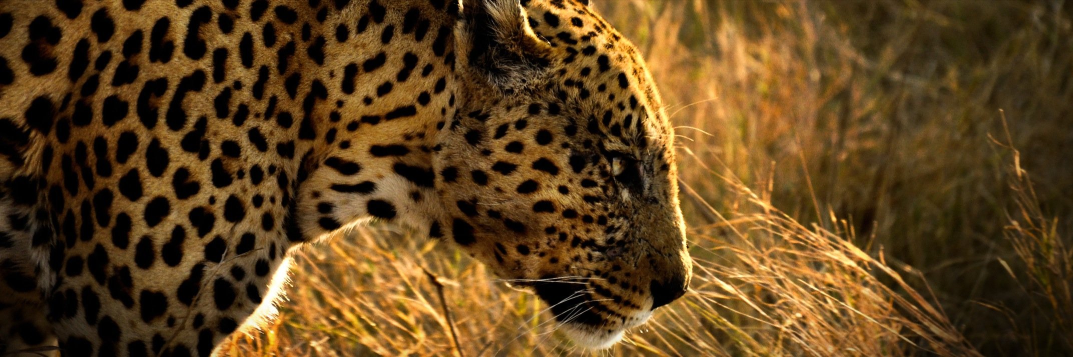 greatwilde's profile banner image